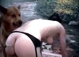 Hunde